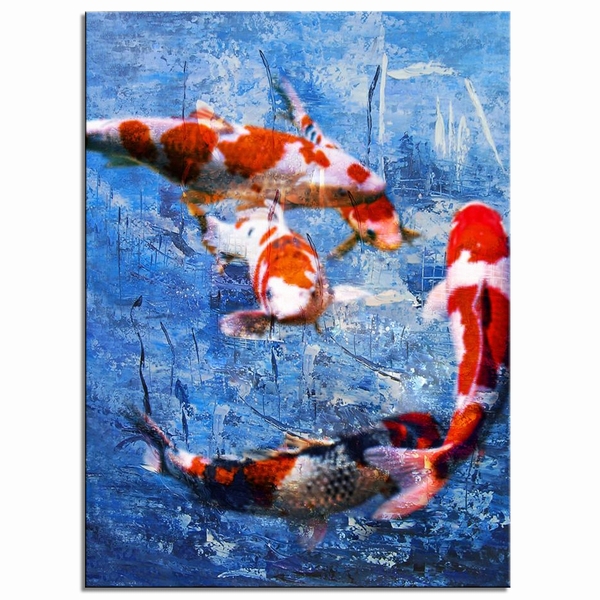 Koi Carp Beauty