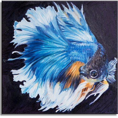 Halfmoon Blue Betta Fish
