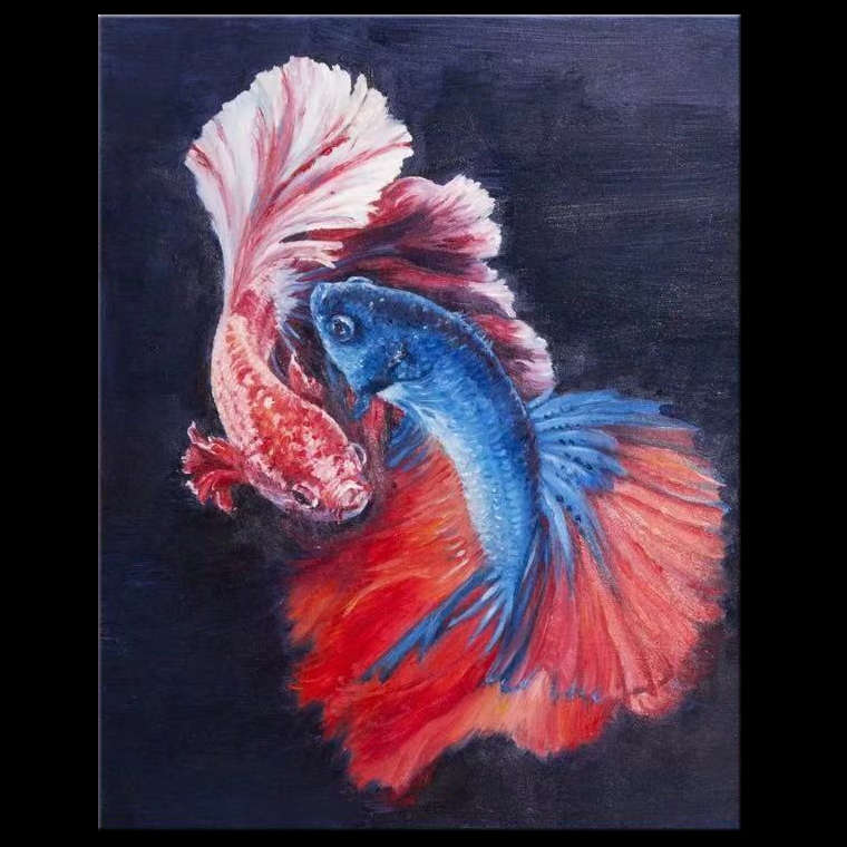 Red & Blue Betta Fishes